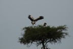 Secretary bird landing in nest