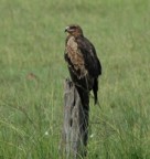 Tawny eagle on log