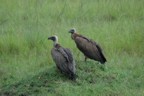 Two vultures