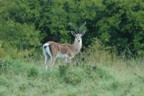 Waterbuck