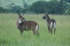 Two waterbucks