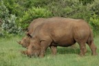 Two white rhinos