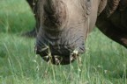 White rhino mouth