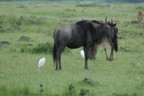 Wildebeest with birds