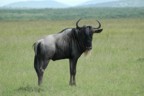 Wildebeest