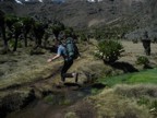 Jumping a bog in Temple Fields in a forest of giant groundsel