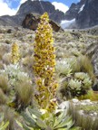 Pretty flower along the hiking trail