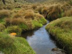 Stream through the moss near McKinder's Camp