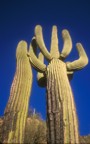 Big cactus on the drive up Mt. Lemmon