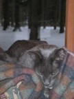 George in her special spot on the chair by the window