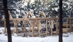 Workers busy with the barn raising