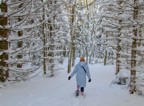 The path to the meadow