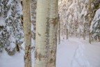 Trees near the meadow