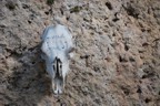 Wyoming humor -- mark the trails with bones from cattle