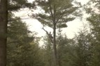 Adam trims the "Adirondack Palm Tree"