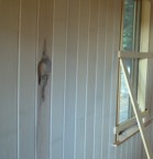 The bathroom wall prominently displays a natural knot in the maple