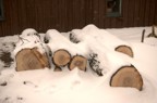 Frozen maple logs waiting to be milled