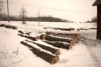 Lots of maple logs in the skidding area