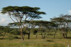 Acacia trees; the vegetation here is very thick, making good cover for animals and bad for safaris