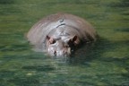 Hippo with bird