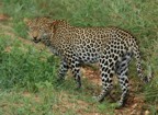 We saw this leopard on our drive through Tsavo West