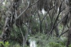 Forest canopy above our tents