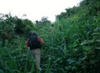 The approach to the east face of Kitchwa Tembo was some of the thickest bushwhacking I've done. Afterwards, I threw my pants and socks into the garbage.