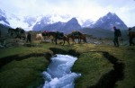 Horses crossing the stream